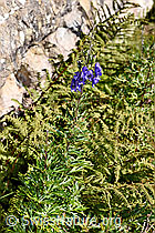 Foto: Dichtblütiger Eisenhut (Aconitum napellus ssp. vulgare)