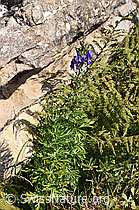 Foto: Dichtblütiger Eisenhut (Aconitum napellus ssp. vulgare)