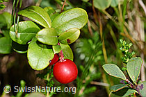 F230122: Preiselbeere (Vaccinium vitis-idaea)