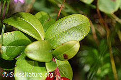 F230123: Preiselbeere (Vaccinium vitis-idaea)