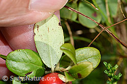F230124: Preiselbeere (Vaccinium vitis-idaea)