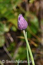 F230128: Schnittlauch (Allium schoenoprasum)