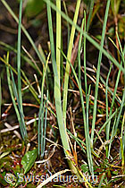F230129: Schnittlauch (Allium schoenoprasum)