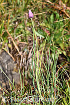 F230130: Schnittlauch (Allium schoenoprasum)