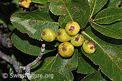 F230133: Zwergmispel  (Sorbus chamaemespilus)