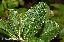 F230136: Zwergmispel  (Sorbus chamaemespilus)