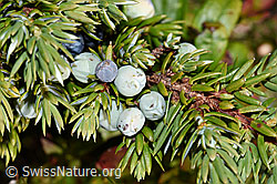Foto: Alpen-Wacholder (Juniperus communis var. saxatilis)
