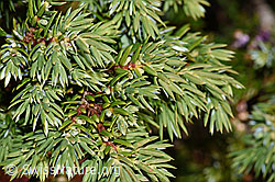 F230144: Alpen-Wacholder (Juniperus communis var. saxatilis)