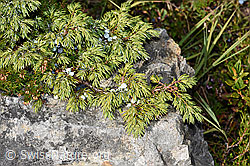 F230148: Alpen-Wacholder (Juniperus communis var. saxatilis)