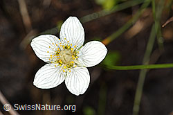 F230152: Sumpf-Herzblatt (Parnassia palustris)