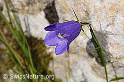 Scheuchzers Glockenblume (Campanula scheuchzeri) (F230173)