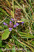 Gemeine Brunelle (Prunella vulgaris) (F230178)