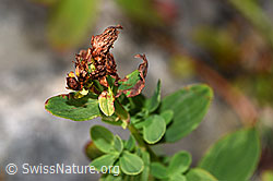 F230181: Geflecktes Johanniskraut (Hypericum maculatum)