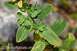 F230183: Geflecktes Johanniskraut (Hypericum maculatum)