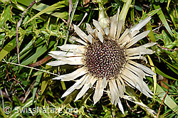 Silberdistel (Carlina acaulis ssp. caulescens) (F230186)