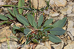 Alpen-Wundklee (Anthyllis vulneraria ssp. alpestris) (F230227)
