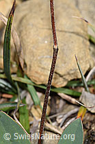Alpen-Wundklee (Anthyllis vulneraria ssp. alpestris) (F230228)