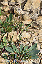 Alpen-Wundklee (Anthyllis vulneraria ssp. alpestris) (F230230)
