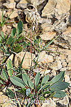 Alpen-Wundklee (Anthyllis vulneraria ssp. alpestris) (F230231)