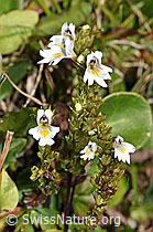 Gebräuchlicher Augentrost (Euphrasia rostkoviana) (F230254)