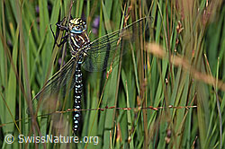 F230306: Torf-Mosaikjungfer (Aeshna juncea)
