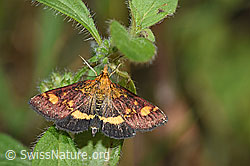 Goldzünsler (Pyrausta aurata) (F230459) Goldzünsler (Pyrausta aurata) (F230459)