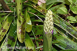 F238192: Männliches Knabenkraut (Orchis mascula)