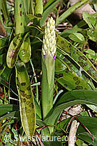F238194: Männliches Knabenkraut (Orchis mascula)