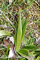 F238197: Männliches Knabenkraut (Orchis mascula)