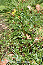 F238198: Gemeine Winterkresse (Barbarea vulgaris)