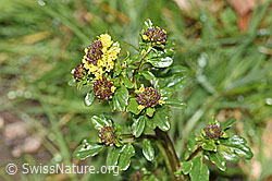F238200: Gemeine Winterkresse (Barbarea vulgaris)