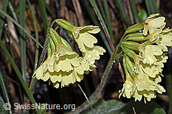 Wald-Schlüsselblume (Primula elatior) (21.04.2023, F238209)
