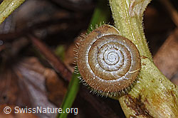 F238216: Zottige Haarschnecke (Trochulus villosus)
