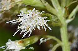 Weisse Pestwurz (Petasites albus) (F238220)