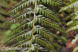 F238240: Gelappter Schildfarn (Polystichum aculeatum)