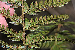 F238242: Gelappter Schildfarn (Polystichum aculeatum)