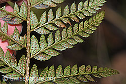 F238243: Gelappter Schildfarn (Polystichum aculeatum)