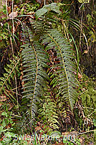 F238245: Gelappter Schildfarn (Polystichum aculeatum)
