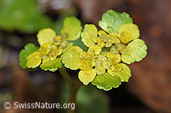 Wechselblättriges Milzkraut (Chrysosplenium alternifolium) (F238265)
