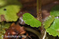 Wechselblättriges Milzkraut (Chrysosplenium alternifolium) (F238270)