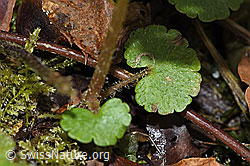 Wechselblättriges Milzkraut (Chrysosplenium alternifolium) (F238271)