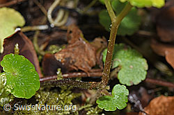 Wechselblättriges Milzkraut (Chrysosplenium alternifolium) (F238272)