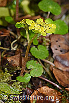 Wechselblättriges Milzkraut (Chrysosplenium alternifolium) (F238273)