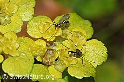 Pilzmücken der Gattung Exechia auf Wechselblättrigem Milzkraut (Chrysosplenium alternifolium) (F238278)