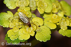 Pilzmücke der Gattung Mycetophila auf Wechselblättrigem Milzkraut (Chrysosplenium alternifolium) (F238282)