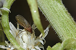 Weisse Pestwurz (Petasites albus)