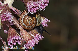 F238308: Gefleckte Schnirkelschnecke (Arianta arbustorum) auf Roter Pestwurz (Petasites hybridus)