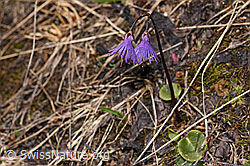 Grosses Alpenglöckchen (Soldanella alpina) (F241665) Grosses Alpenglöckchen (Soldanella alpina) (F241665)