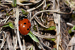 Siebenpunkt-Marienkäfer (Coccinella septempunctata) (F241673)