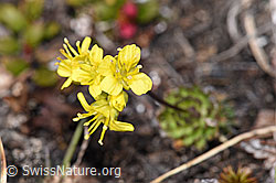 Hoppes Felsenblümchen (Draba hoppeana) (F241674)